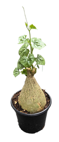 Gerradenthus Macrogizus 'Big Foot' 4 inch Grower Pot