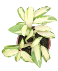 Hoya Acuta 4 inch Grower Pot
