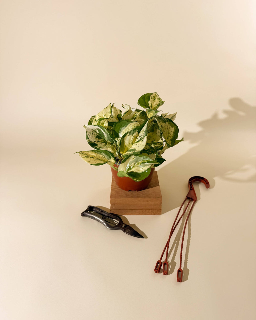 Manjula Pothos