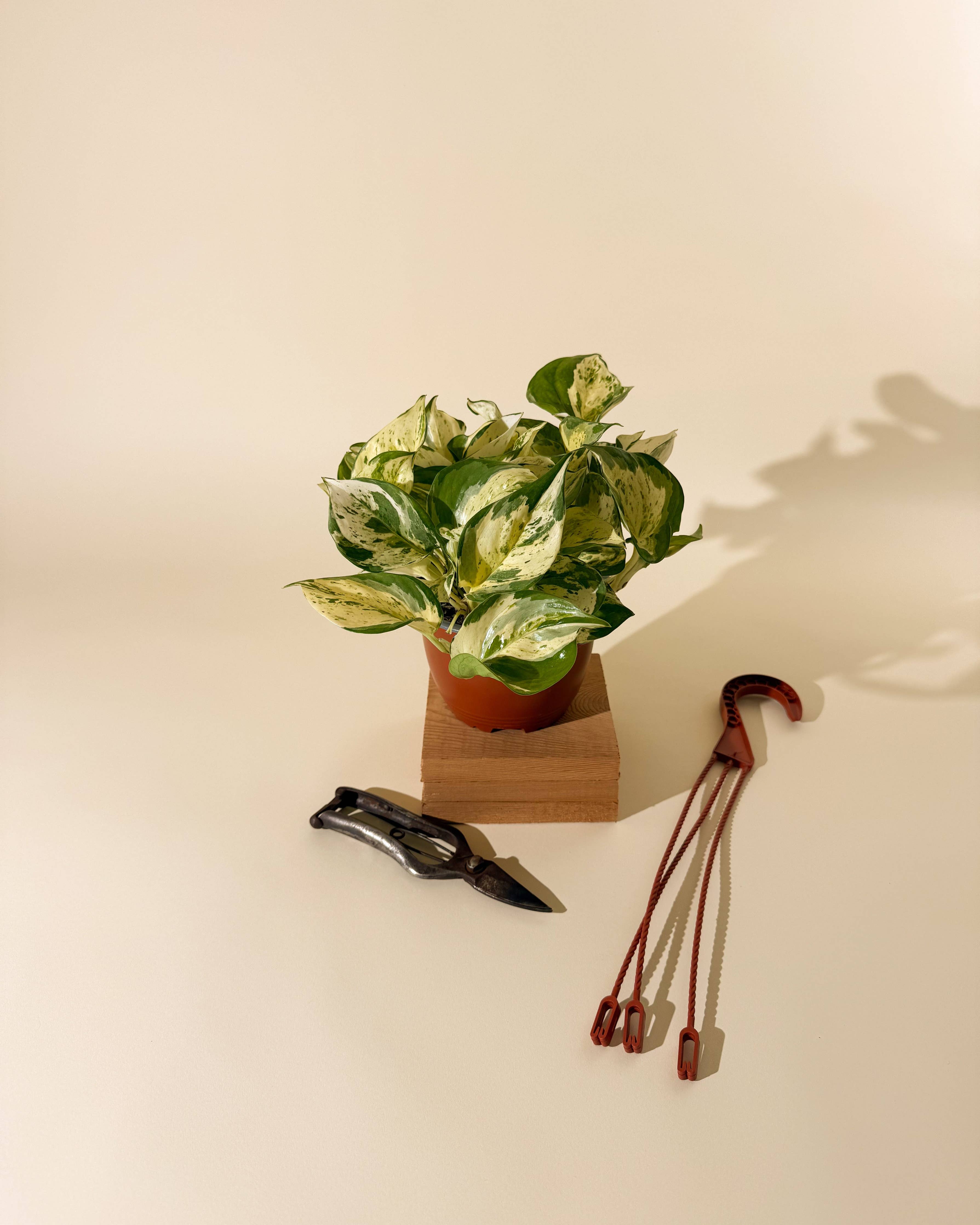 Manjula Pothos