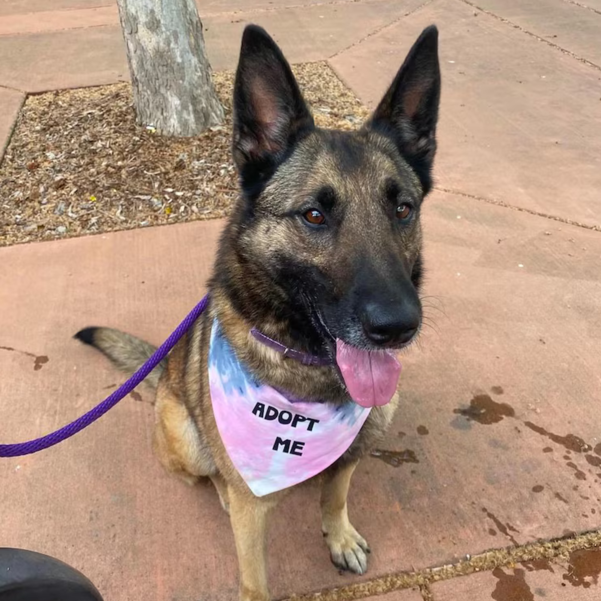 Adopt Me Tie Dye Dog Bandana Best Seller