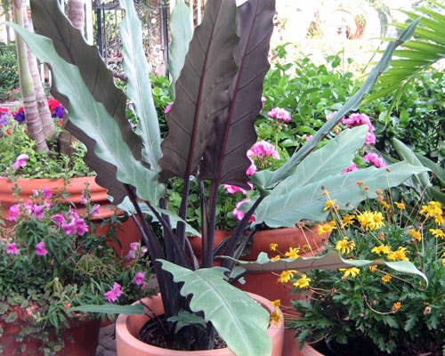 Alocasia Lauterbaachiana Variegated 5"