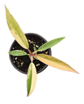 Philodendron Caramel Marble Variegated 3.5 inch Grower Pot