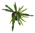 Philodendron Pluto Mutation 4 inch Grower Pot
