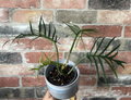 4" Philodendron Tortum