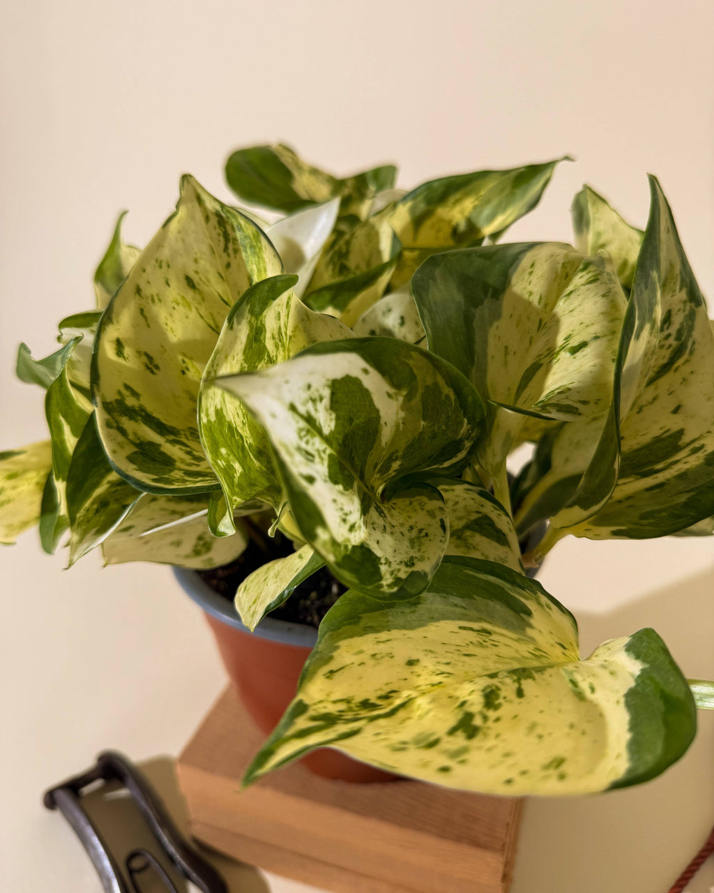 Manjula Pothos