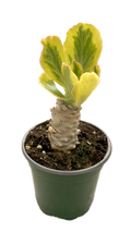 Euphorbia Poisonii 4 inch Grower Pot