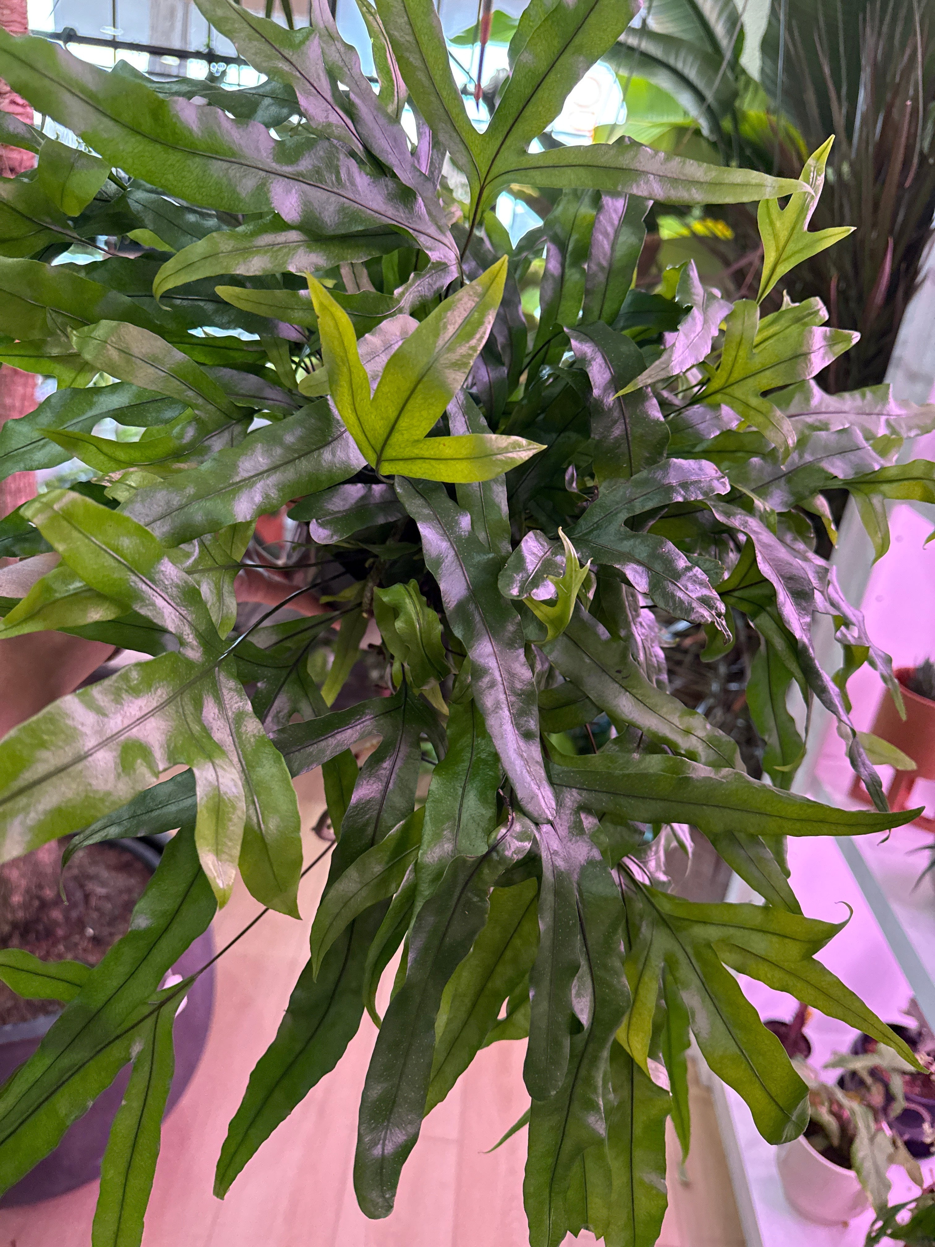 Kangaroo Paw Fern