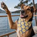 Lemon Dog Bandana