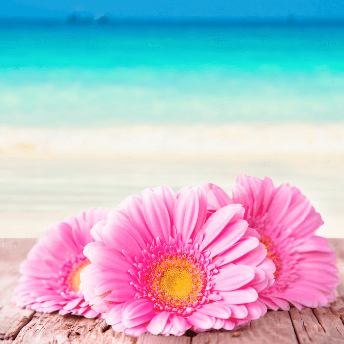 Beach Daisies *Discontinued*  Premium Fragrance Oil