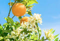 Citrus Blossom & Honey - Premium Fragrance Oil