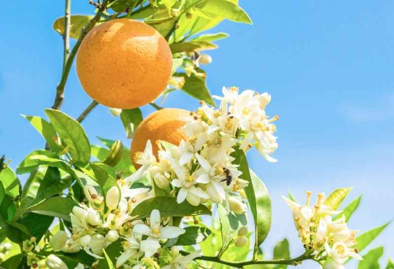 Citrus Blossom & Honey - Premium Fragrance Oil