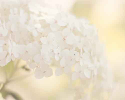 Clean Floral - Premium Fragrance Oil
