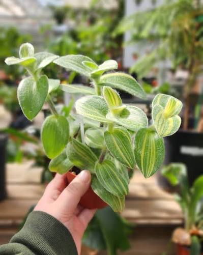 Tradescantia