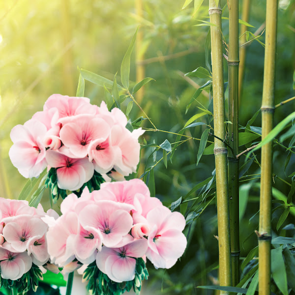 Geranium Bamboo type (Discontinued) - Compare to Febreeze®