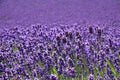 Lavender 40/42 Essential Oil