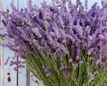 Lavender - Premium Fragrance Oil