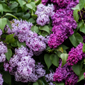 Lilac Gardens - Premium Fragrance Oil