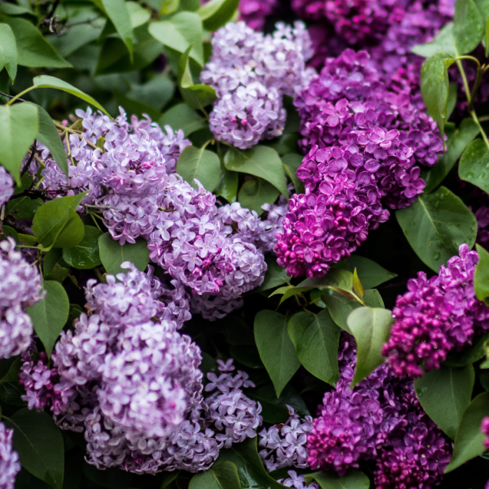Lilac Gardens - Premium Fragrance Oil