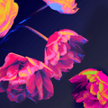 Neon Blossoms - Premium Fragrance Oil