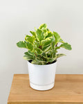 Peperomia obustifolia