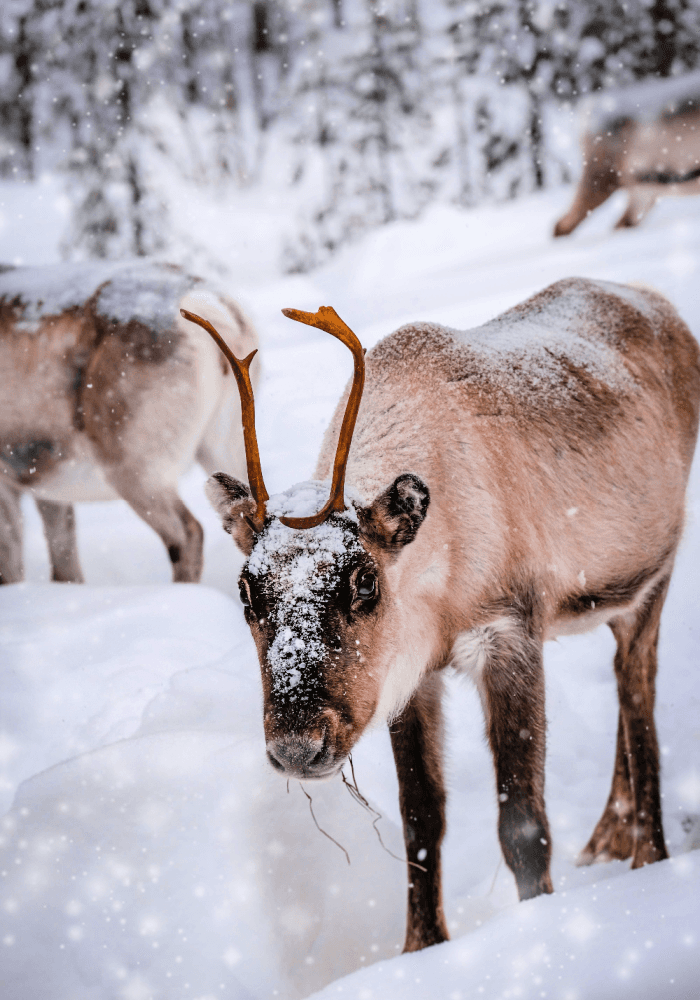 Reindeer Games - Christmas Candle Fragrance Oil