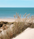 Sea Grass & Sand Dunes - Premium Fragrance Oil
