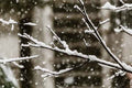 Snow Fall - Premium Fragrance Oil