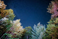 Twilight Woods (BBW type) - Premium Fragrance Oil