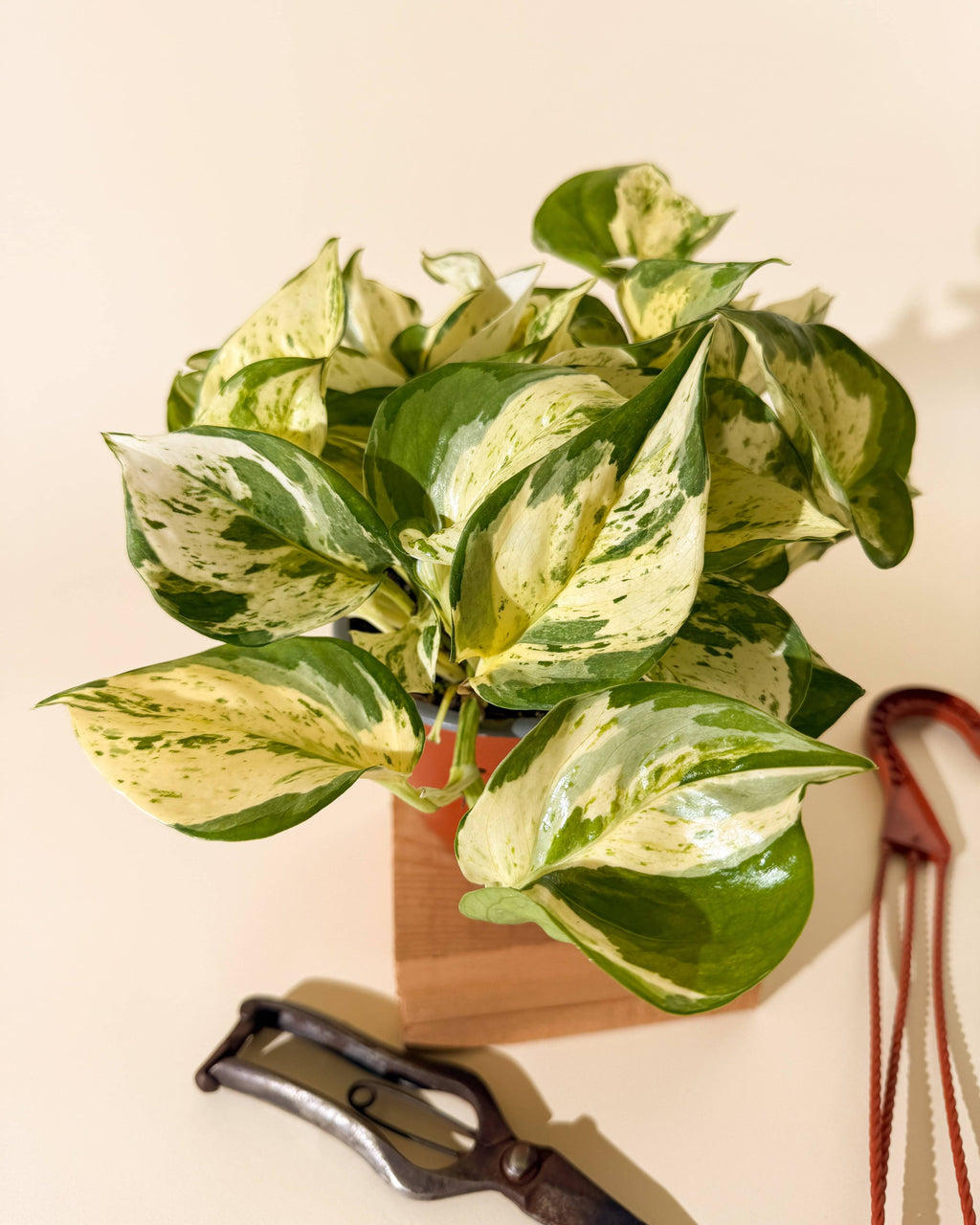 Manjula Pothos