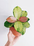 Hoya Australis Lisa