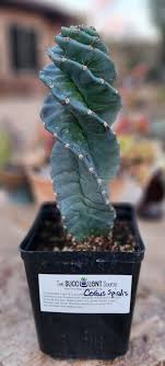 Spiral Cacti