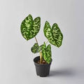 Alocasia Hilo Beauty