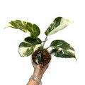 Monstera Lechleriana