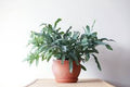 Blue star fern