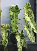 Philodendron Paraiso Verde