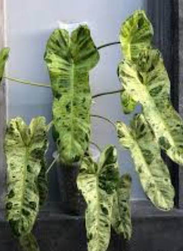 Philodendron Paraiso Verde