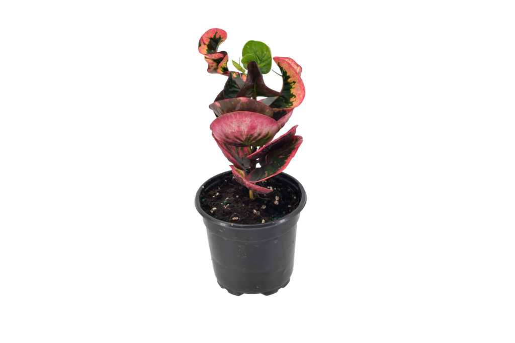 Croton Rose 4 inch in Grower Pot