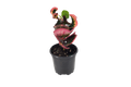 Croton Rose 4 inch in Grower Pot