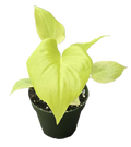 Philodendron Warscewiczii 4 inch Grower Pot