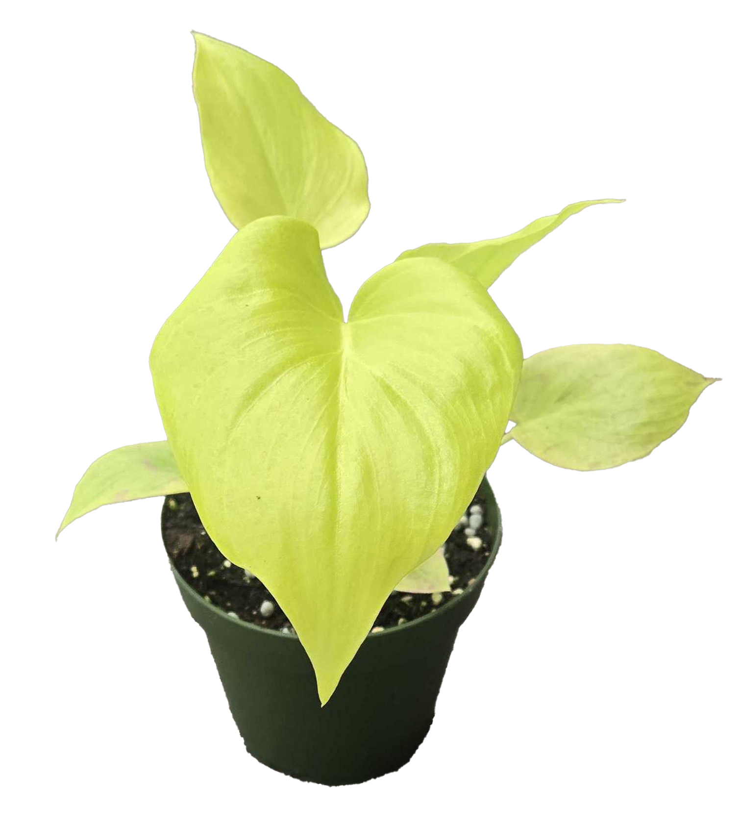 Philodendron Warscewiczii 4 inch Grower Pot
