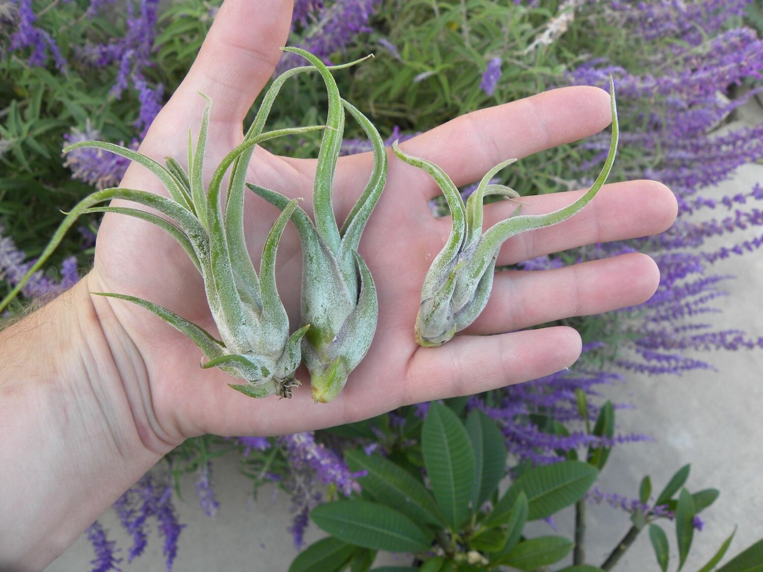 Tillandsia Caput Medusae