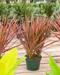 Dracaena marginata colorama