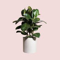 Rubber Tree