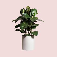 Rubber Tree