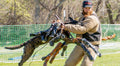Decoy Elements - Professional Bite Work Training Course